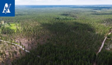 Ikaalisista löytyi harvinainen pörriäinen