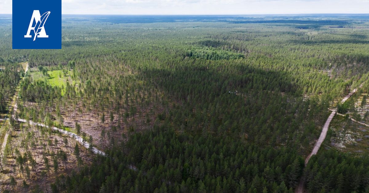 Ikaalisista löytyi harvinainen pörriäinen