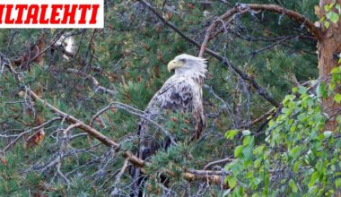Minna-merikotka on kuollut – Asiantuntijalla vahva epäilys kuolinsyystä: ”Sieltä tuli turpiin”