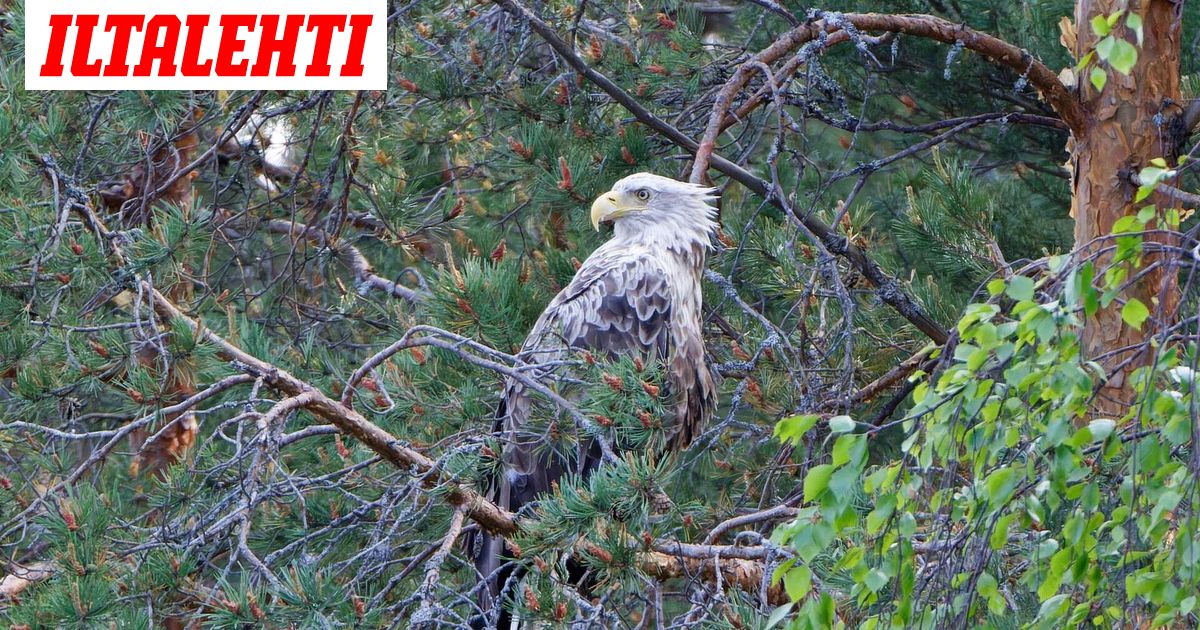 Minna-merikotka on kuollut – Asiantuntijalla vahva epäilys kuolinsyystä: ”Sieltä tuli turpiin”