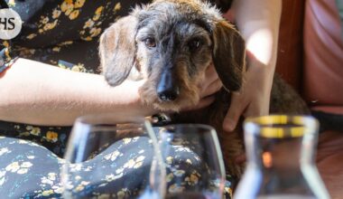 Viinibaari muuttui verovelkojen takia ”sopimattomaksi” myymään alkoholia, katsoo viranomainen