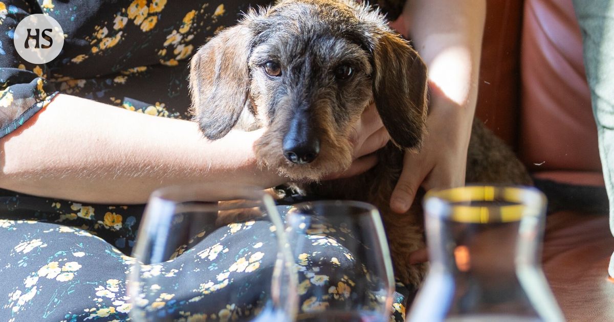 Viinibaari muuttui verovelkojen takia ”sopimattomaksi” myymään alkoholia, katsoo viranomainen