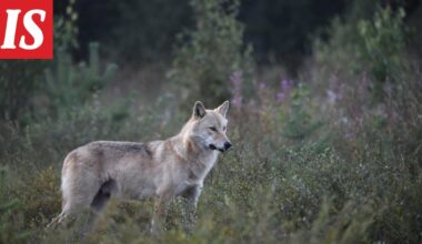 Suomen susikanta kasvanut vuodessa roimasti