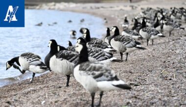 Hallituksessa erimielisyyttä valko­poski­hanhien ”pistämisestä pataan”