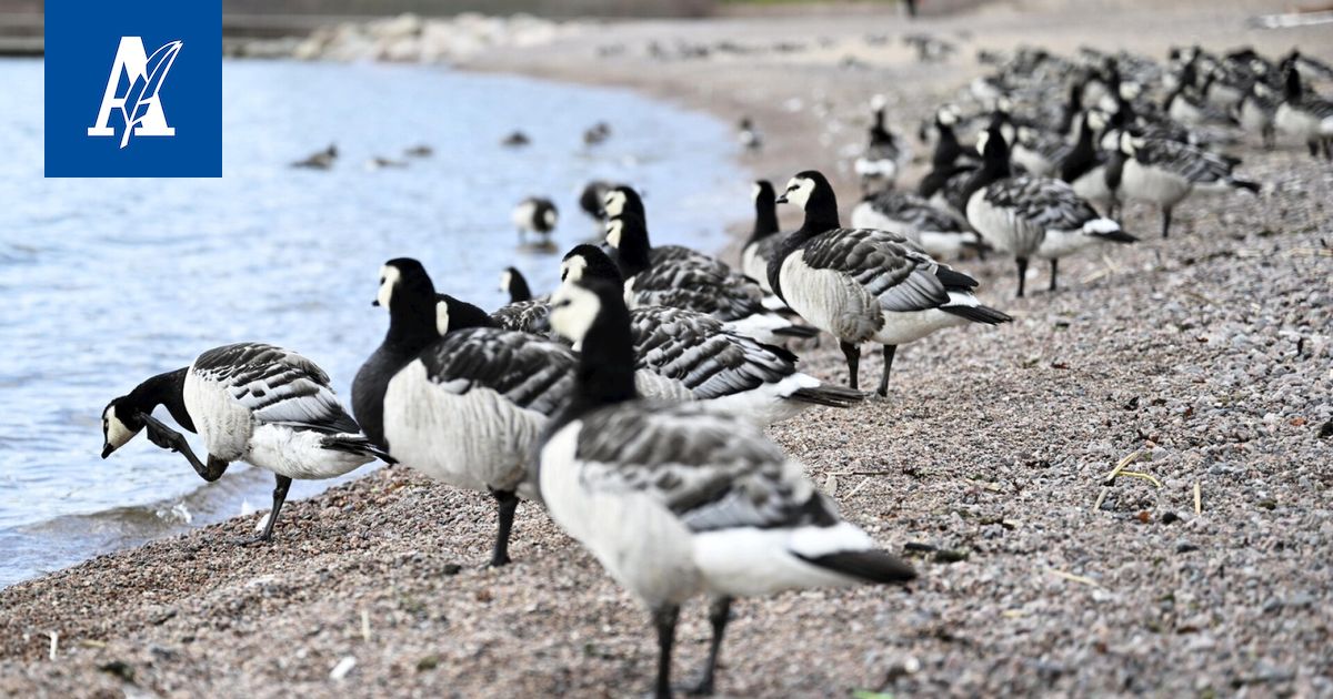 Hallituksessa erimielisyyttä valko­poski­hanhien ”pistämisestä pataan”
