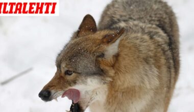 Susitilanne pakotti koulupomon lähettämään vanhemmille vakavan Wilma-viestin