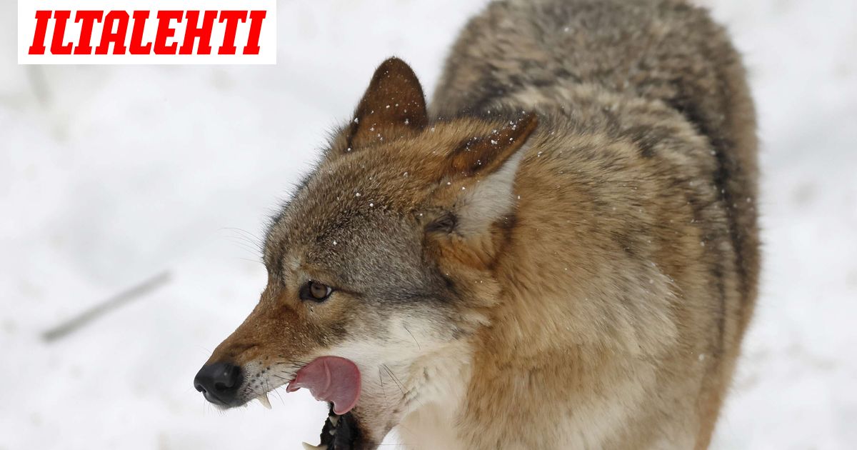 Susitilanne pakotti koulupomon lähettämään vanhemmille vakavan Wilma-viestin