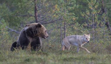 Suden suojelutasosta on uskallettava vihdoin päättää - Pääkirjoitus