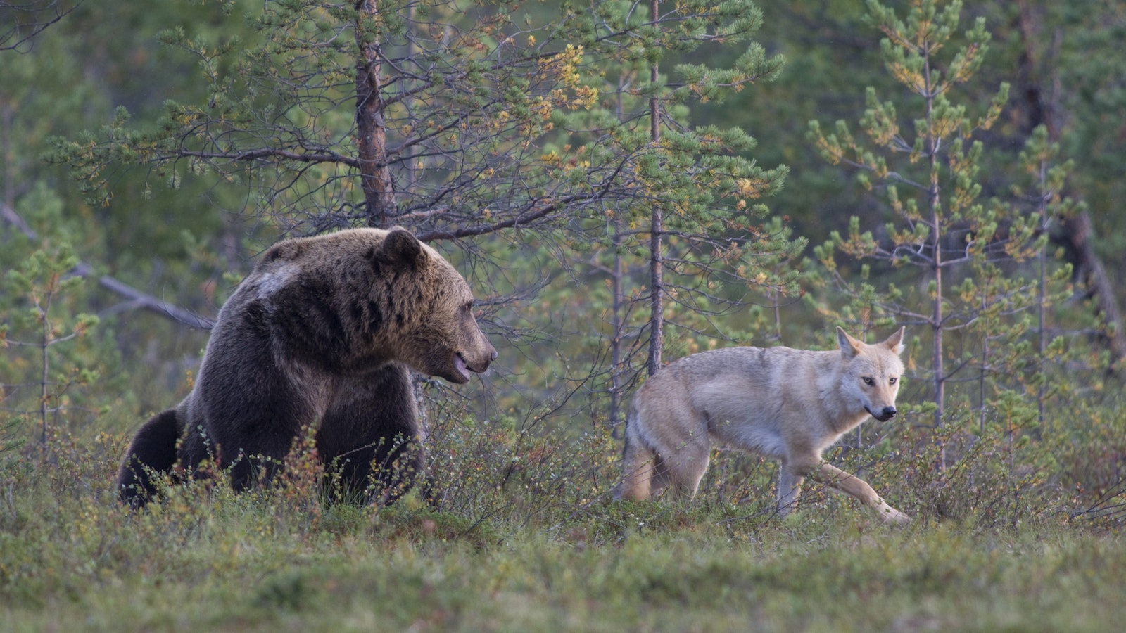 Suden suojelutasosta on uskallettava vihdoin päättää - Pääkirjoitus