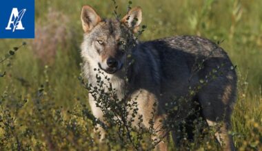 Susikanta vahvassa kasvussa – keväällä susia oli arviolta 430, vuotta aiemmin 295