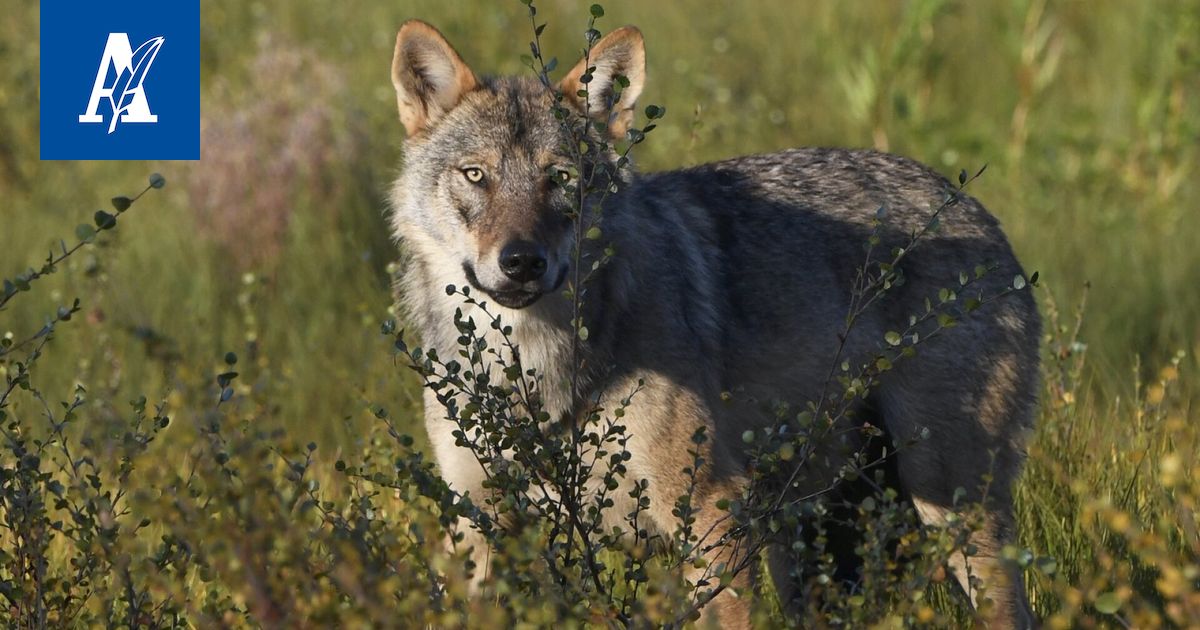 Susikanta vahvassa kasvussa – keväällä susia oli arviolta 430, vuotta aiemmin 295