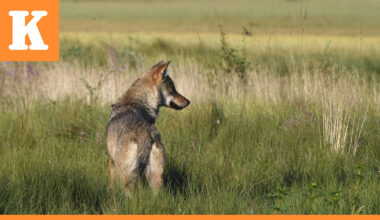 Suomen susikanta on vahvassa kasvussa – Esiintyminen painottuu voimakkaasti Lounais-Suomeen