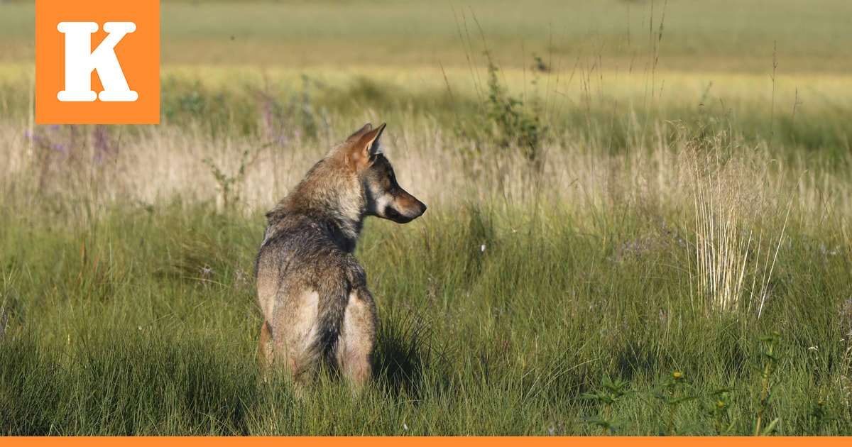 Suomen susikanta on vahvassa kasvussa – Esiintyminen painottuu voimakkaasti Lounais-Suomeen