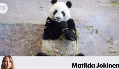 Lumi elää! Fanit löysivät johtolangan, joka vihjaa Ähtärin pandan kohtalosta