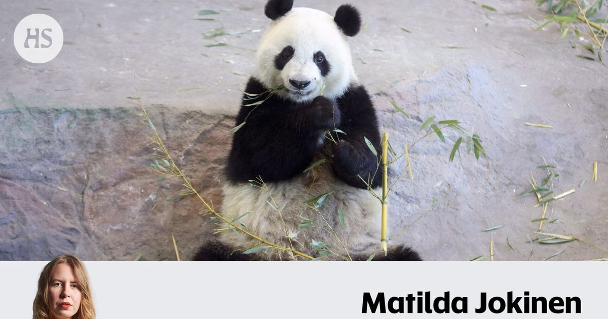 Lumi elää! Fanit löysivät johtolangan, joka vihjaa Ähtärin pandan kohtalosta