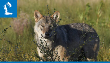 MMM: Susikanta on nyt sellaisella tasolla, että kannanhoidollinen metsästys on perusteltua
