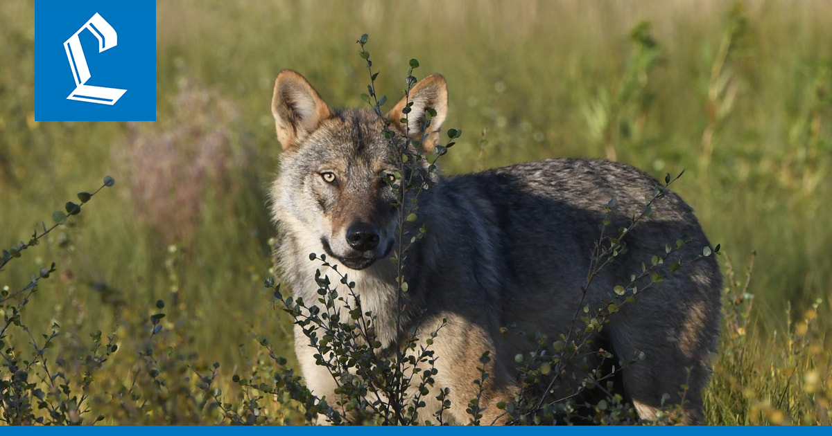 MMM: Susikanta on nyt sellaisella tasolla, että kannanhoidollinen metsästys on perusteltua