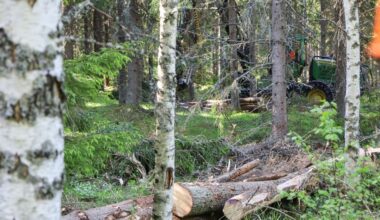 Metsänomistajien kiinnostus puukauppaan on laskusuunnassa | Maa