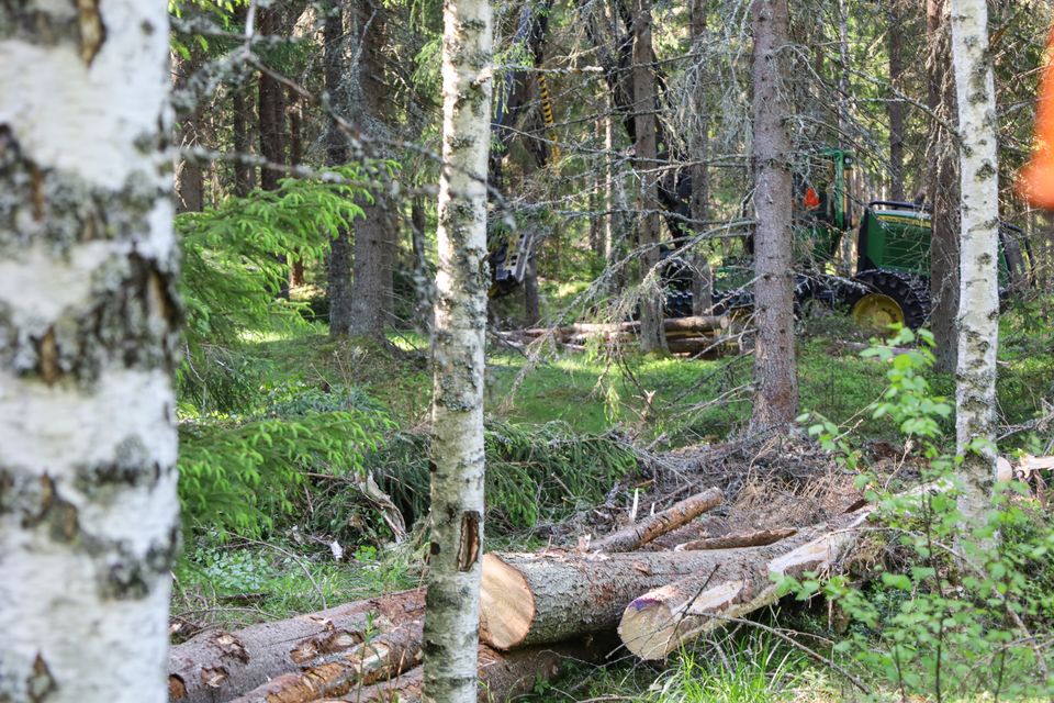 Metsänomistajien kiinnostus puukauppaan on laskusuunnassa | Maa