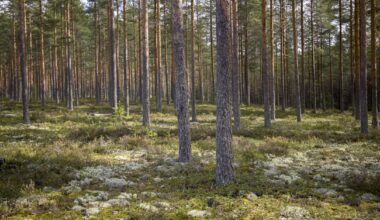 Lappeenrannan valtava aurinko­voimala­suunnitelma vastatuulessa – eläimet ja luonto kärsisivät, maanomistajat vastustavat | Etelä-Karjala