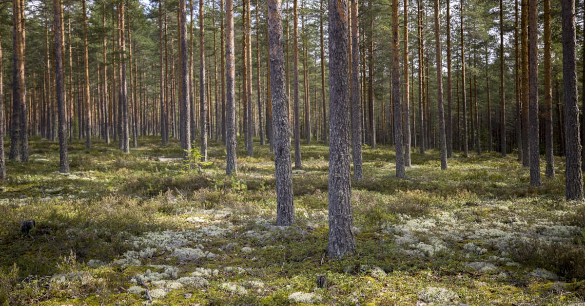 Lappeenrannan valtava aurinko­voimala­suunnitelma vastatuulessa – eläimet ja luonto kärsisivät, maanomistajat vastustavat | Etelä-Karjala