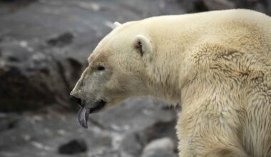 Jääkarhut valtasivat hylätyn tutkimusaseman Venäjällä | Uutisia lyhyesti