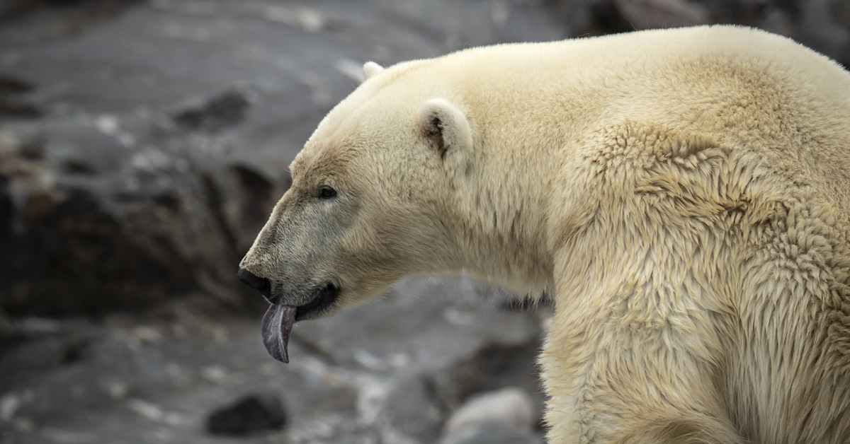 Jääkarhut valtasivat hylätyn tutkimusaseman Venäjällä | Uutisia lyhyesti