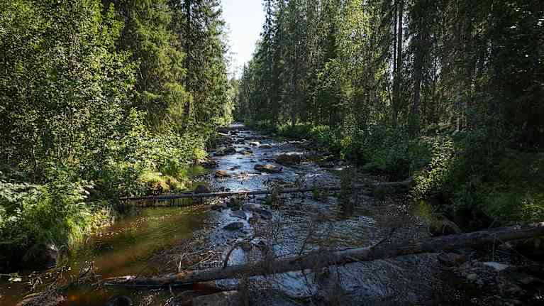 ennallistettu Olosjoki kuvattuna veden päältä.