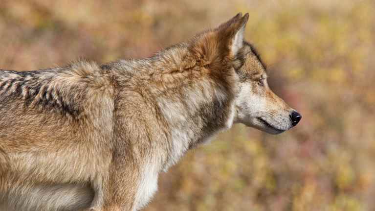 Susi sivukuvassa Denalin kansallispuistossa Yhdysvalloissa.