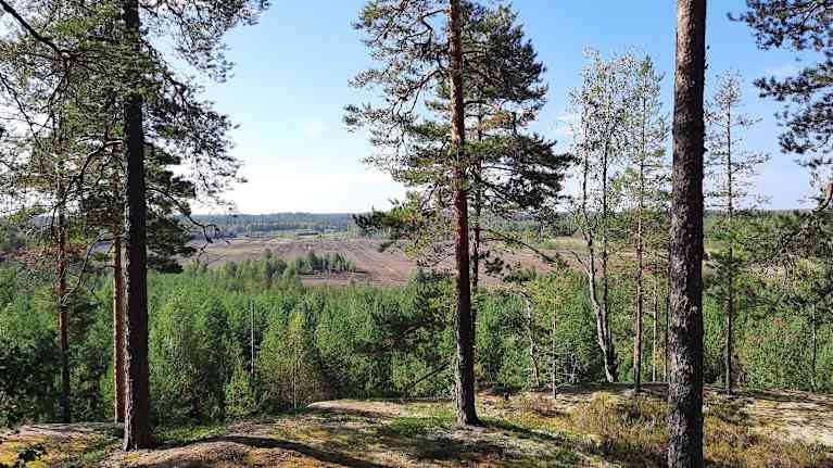 Metsää, jonka takana kuivattu suo.