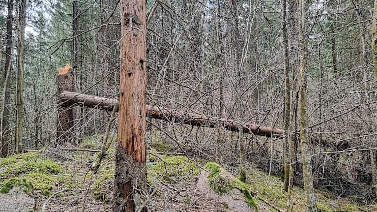 Kuusi metsää jossa on kirjanpainajia.