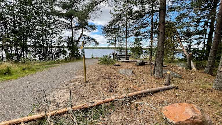 Laajalahden luontopolun varrella naassa on useita kaadettuja puita.