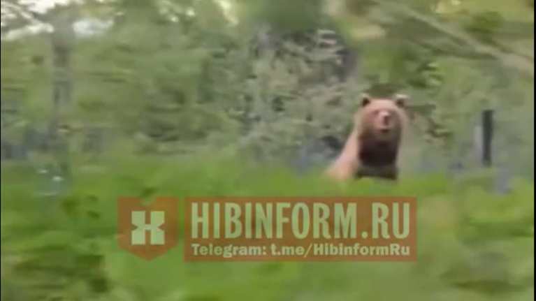 Autosta kuvattu video karhusta autoliikenteen läheisyydessä. Video on peräisin Hibinformin Telegram-kanavalta.