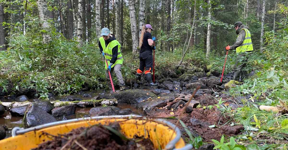 Rovaniemen keskustan tuntumassa herätellään karua puroa takaisin eloon: ”Haaveena on saada taimen takaisin” | Lappi
