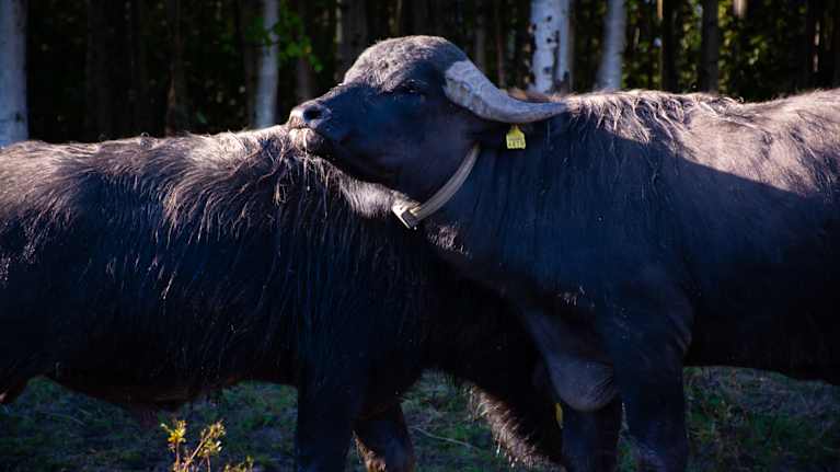 Vesipuhveli kylpypaikallaan Isiäis-järven rannalla Heinolassa.