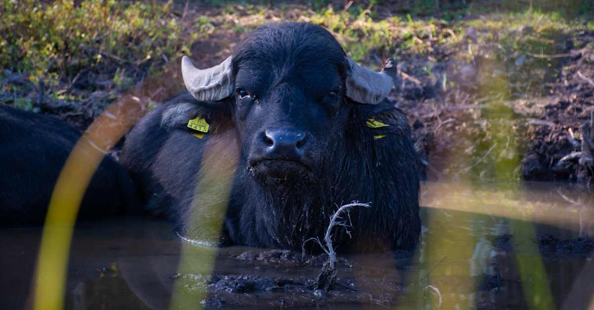 Heinolan vesipuhvelit hoitavat järveä paremmin kuin koneet | Päijät-Häme