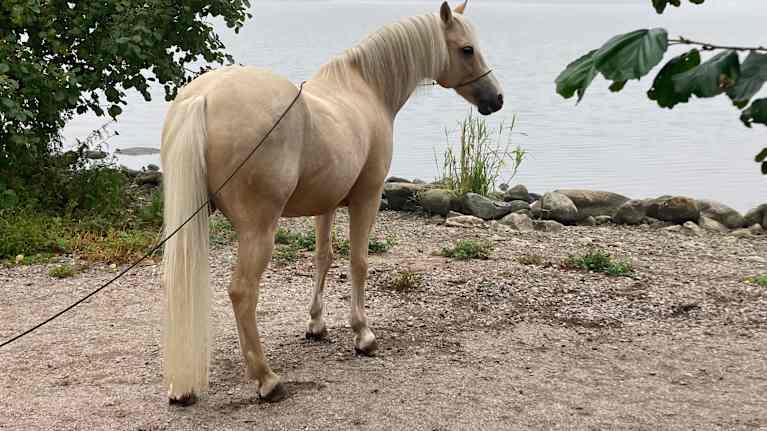 Hevonen katsoo sumua vanhankaupunginlahden rannassa Helsingin Arabianrannassa.