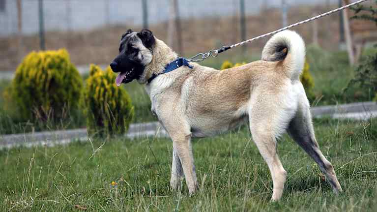 Kangalinkoira eli anatoliankoira.