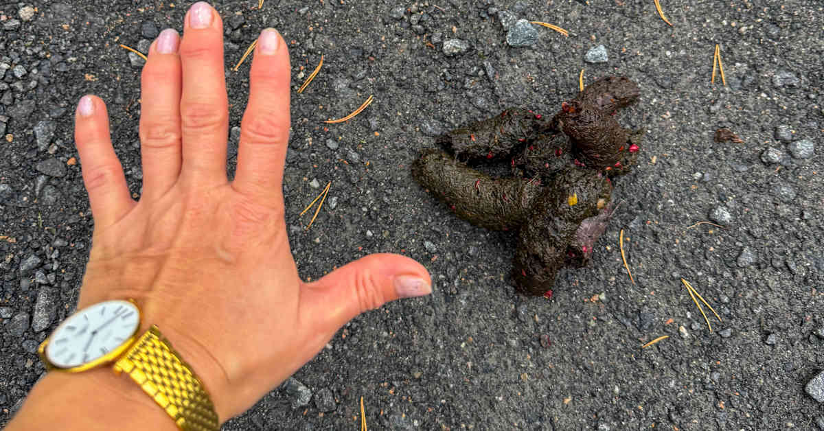 Karhu penkoi rajusti roskiksia Muuramessa – yöllinen vierailija jätti pihaan myös melkoiset jätökset | Keski-Suomi