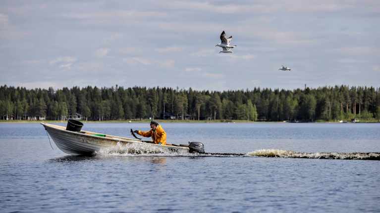Keltaisiin sadevaatteisiin pukeutunut kalastaja ajaa moottoriveneellä järvellä, kolme lokkia lentää veneen yllä.