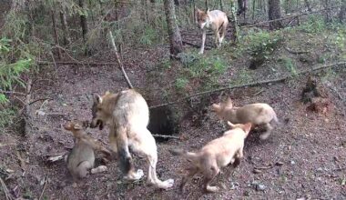 Susia on Lounais-Suomessa niin paljon, että ne tinkivät tilasta – ihmiset kertovat, millaista se on | Kotimaa