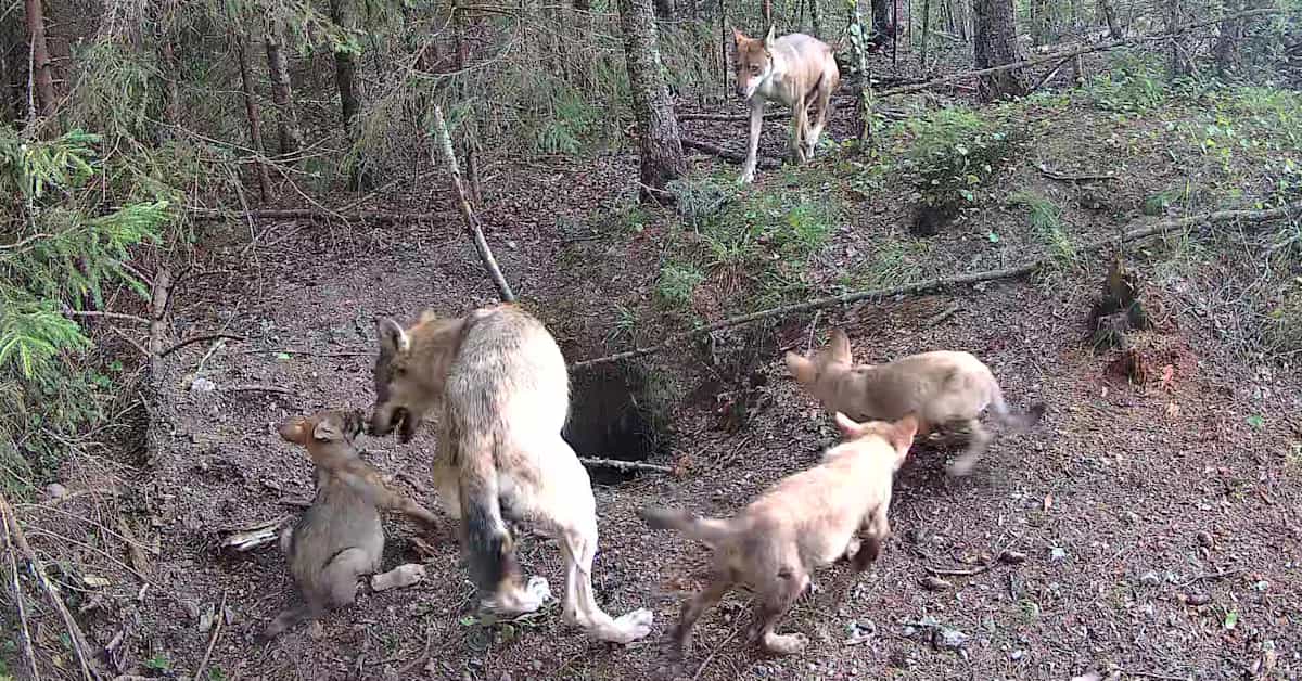 Susia on Lounais-Suomessa niin paljon, että ne tinkivät tilasta – ihmiset kertovat, millaista se on | Kotimaa