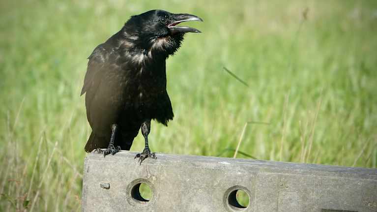 Korppi Helsingin Viikin-Vanhankaupunginlahden luonnonsuojelualueella.