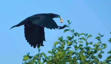 Jätteenkäsittelylaitos ruokkii tahattomasti korppeja ja variksia keskellä Helsinkiä – nyt toiminnalle on tulossa stoppi | Kotimaa