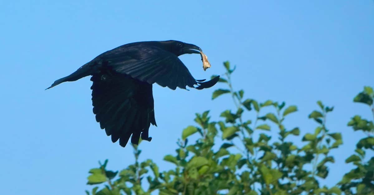 Jätteenkäsittelylaitos ruokkii tahattomasti korppeja ja variksia keskellä Helsinkiä – nyt toiminnalle on tulossa stoppi | Kotimaa