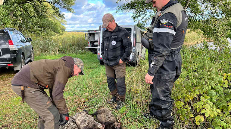 Projektipäällikkö Mikko Toivola kumartuneena kolmen kuollene supoikoiran suuntaan. Tommy Arfman ja Nestori Heinonen(oik.) katsovat. 