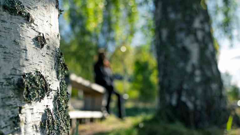 Kuvassa etualalla on koivupuu, jonka kuoren yksityiskohdat ovat tarkasti näkyvissä. Taustalla hämärästi näkyy henkilö, joka istuu puupenkillä.