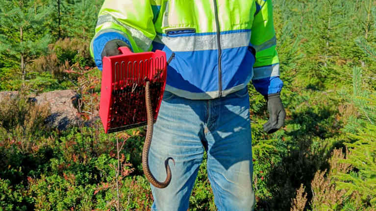 Mies pitelee marjanpoimuria, josta roikkuu kyykäärme.