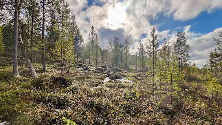 Suomalaisessa metsä, jossa auringonsäteet valaisevat mäntyjen ja kuusten muodostamaa vihreää maisemaa.