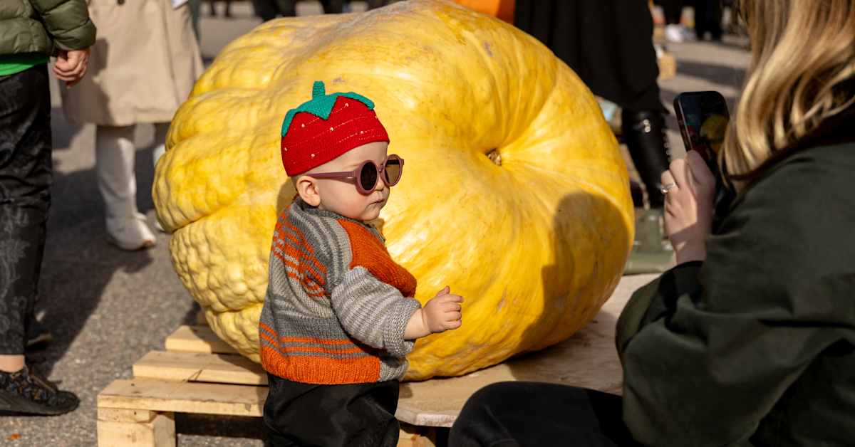 Valtavat kurpitsat, sipulit ja kurkut hämmästyttivät jättikasvisten SM-kilpailuissa – katso kuvat - Yle
